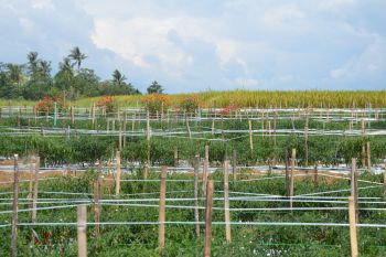 Petani Waykanan Lampung tetap berinovasi di tengah pandemi COVID-19