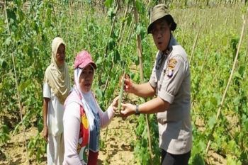 Program 'Roti Keju' Polres Kotim dukung penguatan ketahanan pangan