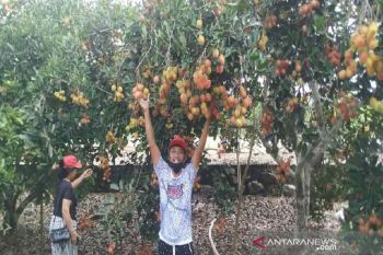 Petani Parigi Moutong panen raya buah rambutan