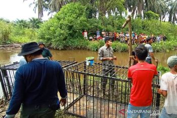 Tak membuahkan hasil, BKSDA Agam hentikan penanganan buaya serang warga di Bawan