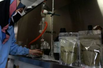 LIPI harapkan segera uji klinis benalu untuk COVID-19