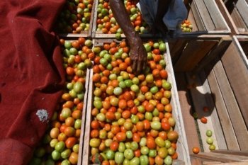 Harga tomat turun tajam