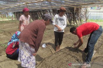 WVI beri pendampingan petani tanam sayur organik di Touna