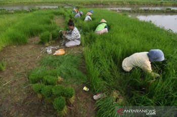 Target produksi padi Nasional 2020