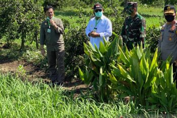 Hari Pangan Sedunia dan ujian kemandirian di tengah pandemi