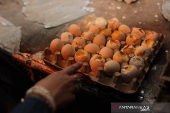 Sidak pangan temukan telur berisikan embrio ayam