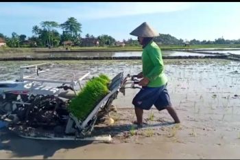 Petani Lampung percepatan tanam saat pandemi corona