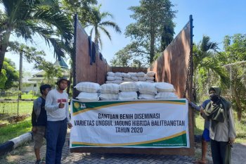 Balitbangtan bantu benih jagung toleran kekeringan ke NTT