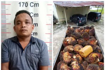 Polisi tangkap pencuri tujuh ton sawit