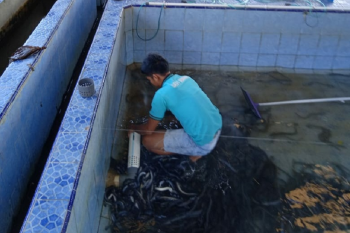 Ikan berbentuk belut ini digemari di Jepang, Sumbar berniat ekspor