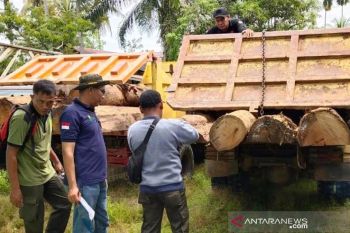 Tujuh orang pelaku ilegal pembalakan liar ditangkap polisi