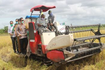 Forkopimda Merauke lakukan panen raya padi seluas 42 hektare