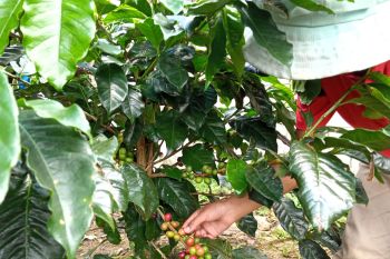 Harga kopi arabika di Kabupaten Solok anjlok, petani merugi