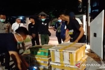 67 ribu ekor burung liar Sumatera berhasil diselamatkan dari upaya penyelundupan