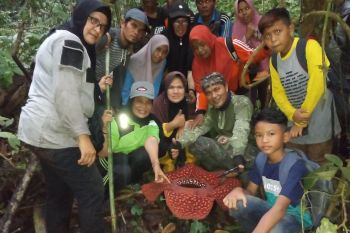 Pergi ke hutan, warga Agam temukan  Rafllesia Arnoldi  mekar sempurna (Video)