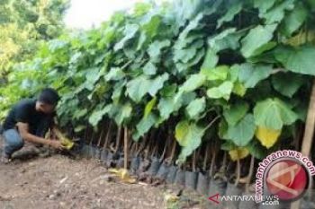 Masyarakat Muna kembangkan tanaman kemiri yang bernilai ganda