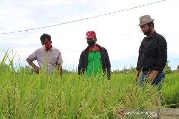 Padi varietas Trisakti dengan teknologi Migo hasilkan tujuh ton/hektare