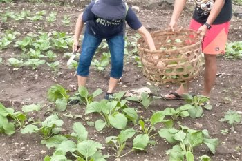 Bertanam jadi solusi penghasilan di tengah pandemi corona