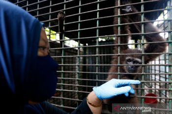 Perawatan Satwa sitaan BKSDA Aceh