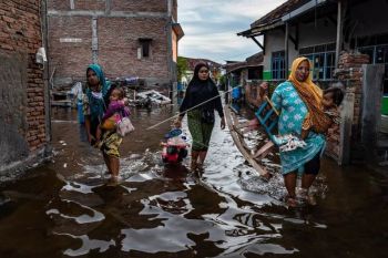 Rob di pesisir Demak