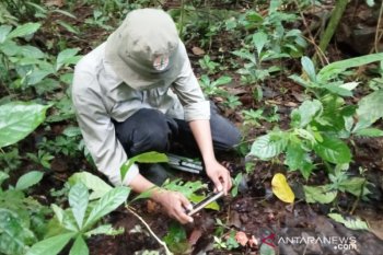 BKSDA Agam found 26 distribution points of rare plants on Lake Maninjau (Video)