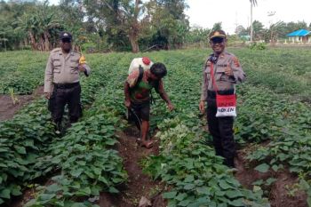 Polres Merauke manfaatkan lahan tidur untuk ketahanan pangan