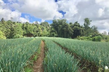 Kesejahteraan petani Sulut naik di saat pandemi Corona
