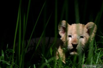 Bayi SInga Putih Taman Safari Prigen