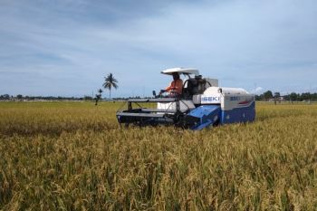 Jejak Petani yang Hilang di Balik Deru Alsintan
