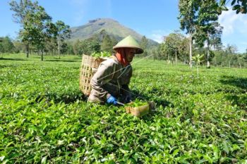Buruh Petik Daun Teh di Lereng Gunung