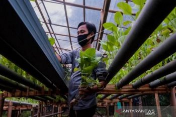 Budidaya tanaman sistem hidroponik