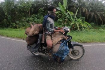 Warga Suku Anak Dalam Jambi Kendarai Sepeda Motor Bawa Hewan Hasil Buruan