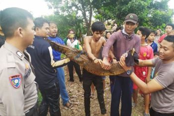 Karyawan perkebunan sawit khawatir kemunculan buaya