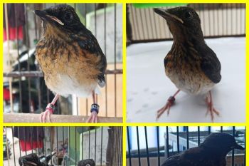 Di tengah pandemi COVID-19, permintaan burung berkicau di Palembang meningkat tajam