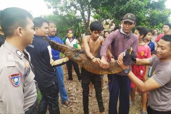 Kemunculan anak buaya resahkan karyawan perkebunan sawit Pulang Pisau