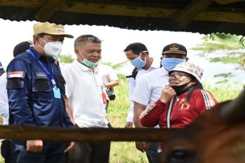 Bupati dorong Barito Utara jadi sentra sapi potong
