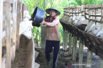 ACT gandeng  peternak lokal siapkan hewan kurban Idul Adha