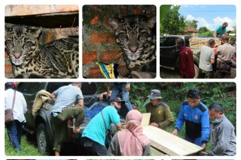 Balai TNWK evakuasi macan dahan dari permukiman warga