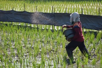 Pemupukan pertama pasca tanam padi