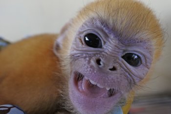 Vietnam mulai uji coba vaksin COVID-19 pada monyet