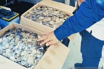 Ribuan sisik trenggiling diamankan petugas  di Pekanbaru