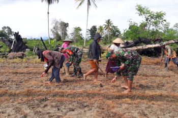 Kodim 1705/Paniai dorong warga menanam jagung