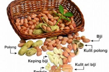 Kulit ari kacang tanah berkhasiat  untuk kesehatan