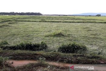 Distanak Sultra pastikan stok pangan selama Pandemi COVID mencukupi