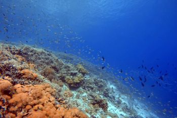 KKP siapkan protokol normal baru pariwisata berkelanjutan untuk Raja Ampat