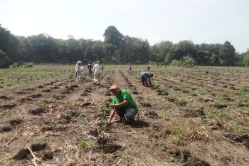 Ini harapan petani nilam Pasaman Barat di tengah pandemi COVID-19