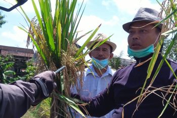 UMM kembangkan padi unggul UM-400 dengan teknologi khusus