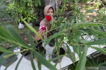 Tamanan obat di pekarangan rumah