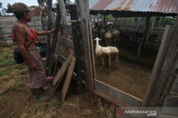 Budidaya domba khas Palu