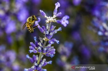 Mengenal jenis-jenis lavender & khasiat alaminya sebagai obat herbal